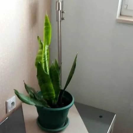 Andrea 巴尼西卢卡