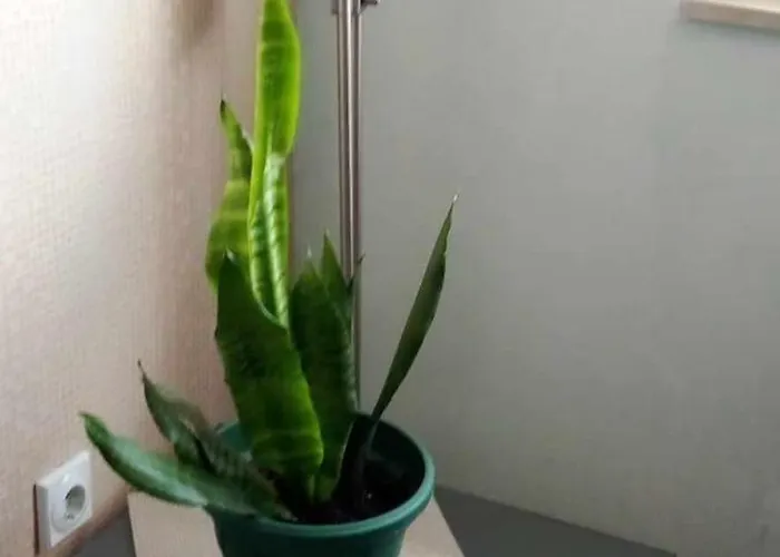 Andrea بانيا لوكا